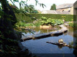 Le jardin aquatique de rêve du Condroz - Printemps 2003 3  44 