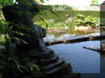 Le jardin aquatique de rêve du Condroz - Printemps 2003 4  2 