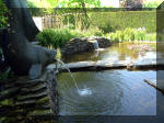 Le jardin aquatique de rêve du Condroz - Printemps 2003 4  44 