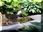 Le jardin aquatique de rêve du Condroz - Printemps 2003 4  5 