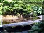 Le jardin aquatique de rêve du Condroz - Printemps 2003 4  6 