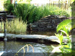 Le jardin aquatique de rêve du Condroz - Printemps 2003 4  11 