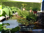 Le jardin aquatique de rêve du Condroz - Printemps 2003 4  24 