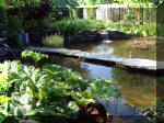 Le jardin aquatique de rêve du Condroz - Printemps 2003 4  21 