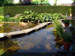 Le jardin aquatique de rêve du Condroz - Printemps 2003 4  25 