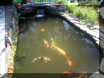 Le jardin aquatique de rêve du Condroz - Printemps 2003 4  35 