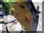 Le jardin aquatique de rêve du Condroz - Printemps 2003 4  34 