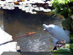 Le jardin aquatique de rve du Condroz - Printemps 2003 4  40 