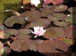 Le jardin aquatique de rêve du Condroz - Printemps 2003 4  33 
