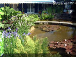 Le jardin aquatique de rêve du Condroz - Printemps 2003 4  42 