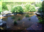 Le jardin aquatique de rêve du Condroz - Printemps 2003 5  5 