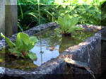 Le jardin aquatique de rêve du Condroz - Printemps 2003 5  3 