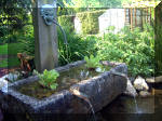 Le jardin aquatique de rêve du Condroz - Printemps 2003 5  24 