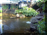 Le jardin aquatique de rêve du Condroz - Printemps 2003 5  16 