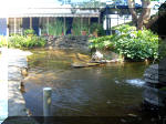 Le jardin aquatique de rêve du Condroz - Printemps 2003 5  11 