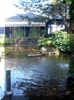 Le jardin aquatique de rêve du Condroz - Printemps 2003 5  13 