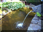 Le jardin aquatique de rêve du Condroz - Printemps 2003 5  29 