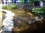 Le jardin aquatique de rêve du Condroz - Printemps 2003 5  23 