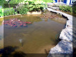 Le jardin aquatique de rêve du Condroz - Printemps 2003 5  17 
