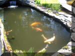 Le jardin aquatique de rêve du Condroz - Printemps 2003 5  19 