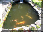 Le jardin aquatique de rêve du Condroz - Printemps 2003 5  20 