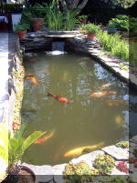 Le jardin aquatique de rêve du Condroz - Printemps 2003 5  18 