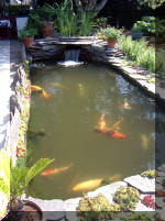 Le jardin aquatique de rêve du Condroz - Printemps 2003 5  26 