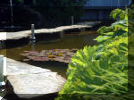 Le jardin aquatique de rêve du Condroz - Printemps 2003 5  28 
