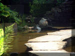 Le jardin aquatique de rêve du Condroz - Printemps 2003 5  30 