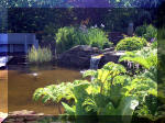 Le jardin aquatique de rêve du Condroz - Printemps 2003 5  32 