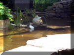 Le jardin aquatique de rêve du Condroz - Printemps 2003 5  42 