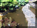 Le jardin aquatique de rêve du Condroz - Printemps 2003 5  41 