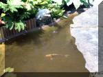 Le jardin aquatique de rêve du Condroz - Printemps 2003 5  40 