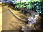 Le jardin aquatique de rêve du Condroz - Printemps 2003 5  38 