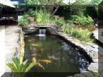 Le jardin aquatique de rêve du Condroz - Printemps 2003 6  2 