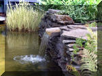 Le jardin aquatique de rêve du Condroz - Printemps 2003 6  8 