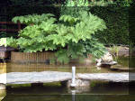 Le jardin aquatique de rêve du Condroz - Printemps 2003 6  14 