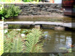 Le jardin aquatique de rêve du Condroz - Printemps 2003 6  15 