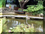 Le jardin aquatique de rêve du Condroz - Printemps 2003 6  23 