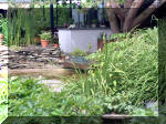 Le jardin aquatique de rêve du Condroz - Printemps 2003 6  28 