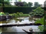 Le jardin aquatique de rêve du Condroz - Printemps 2003 6  30 