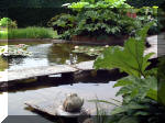 Le jardin aquatique de rêve du Condroz - Printemps 2003 6  35 