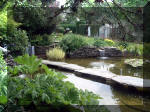 Le jardin aquatique de rve du Condroz - Printemps 2003 7  5 