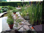 Le jardin aquatique de rve du Condroz - Printemps 2003 7  9 