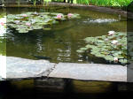 Le jardin aquatique de rve du Condroz - Printemps 2003 7  10 