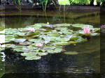 Le jardin aquatique de rve du Condroz - Printemps 2003 7  12 