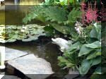 Le jardin aquatique de rve du Condroz - Printemps 2003 7  19 