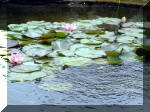 Le jardin aquatique de rve du Condroz - Printemps 2003 7  28 