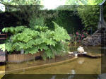 Le jardin aquatique de rve du Condroz - Printemps 2003 7  30 