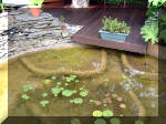 Le jardin aquatique de rve du Condroz - Printemps 2003 7  31 